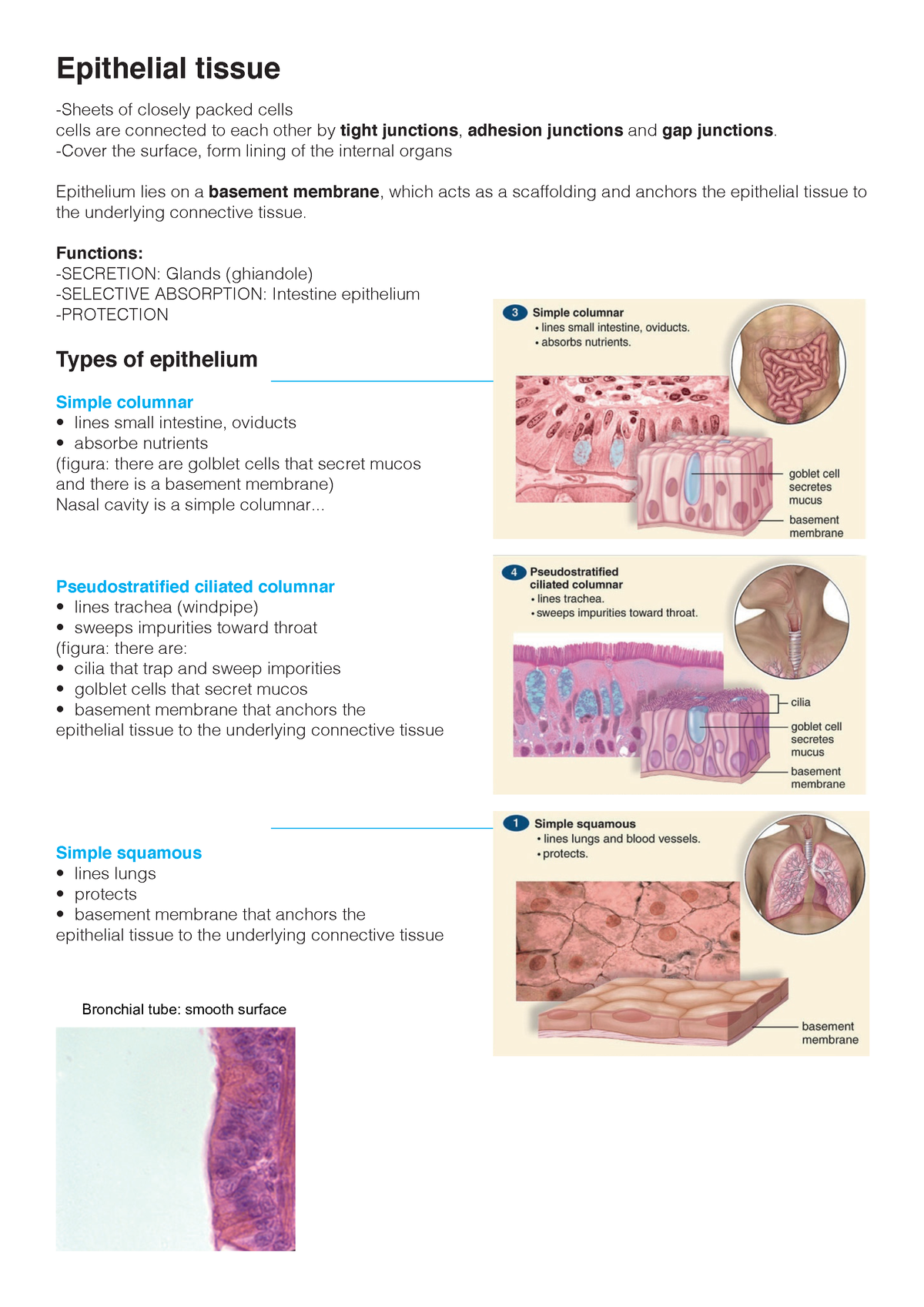 Biology - Epithelial tissue -Sheets of closely packed cells cells are ...