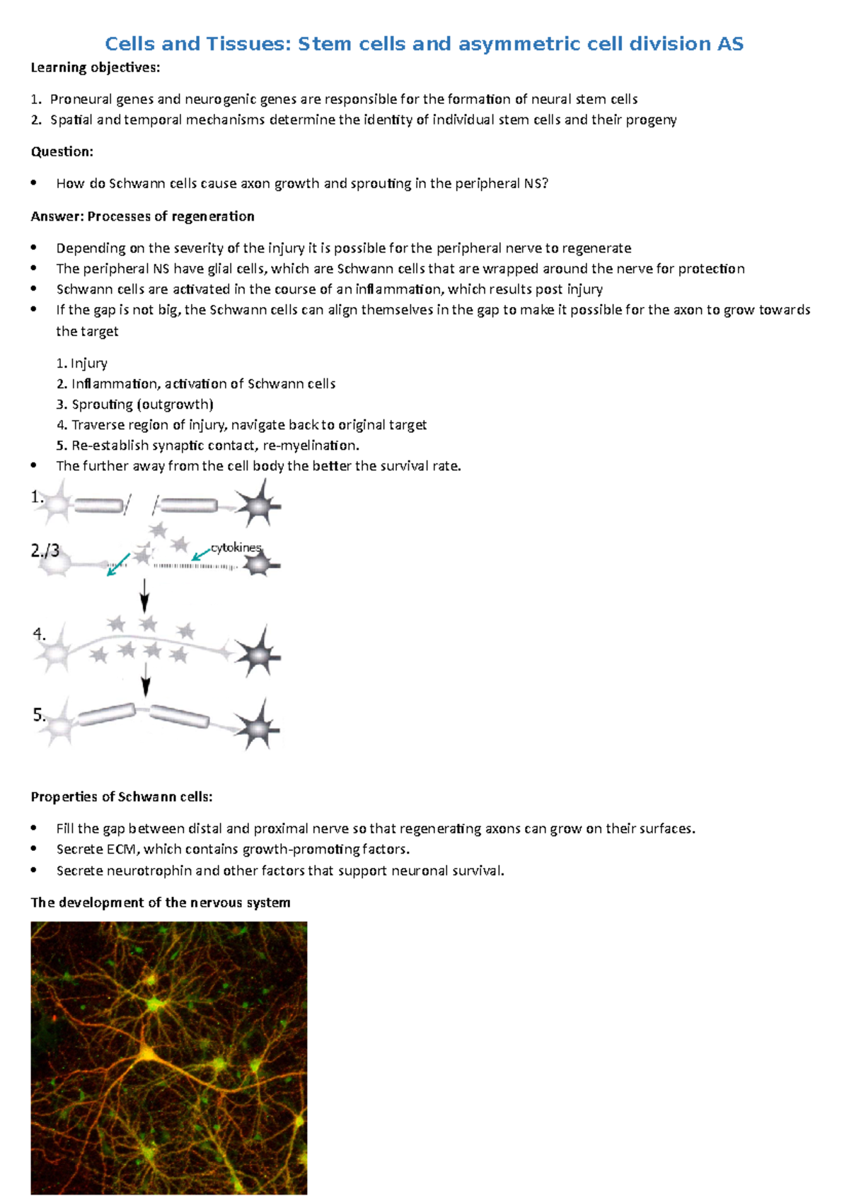 9. Lecture 10 Notes 1 - Cells and Tissues: Stem cells and asymmetric ...