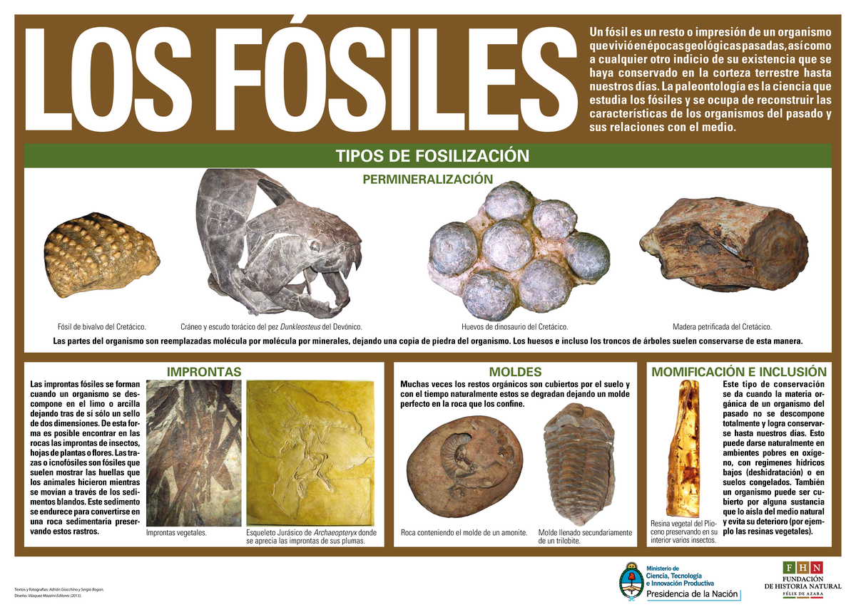 Los-fosiles - Formación de combustible a partir de fósiles de la