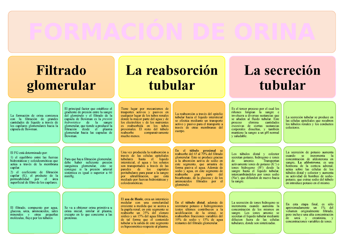 Formación De Orina Descripción Del Tema Mencionado FormaciÓn De Orina Filtrado Glomerular La 3203