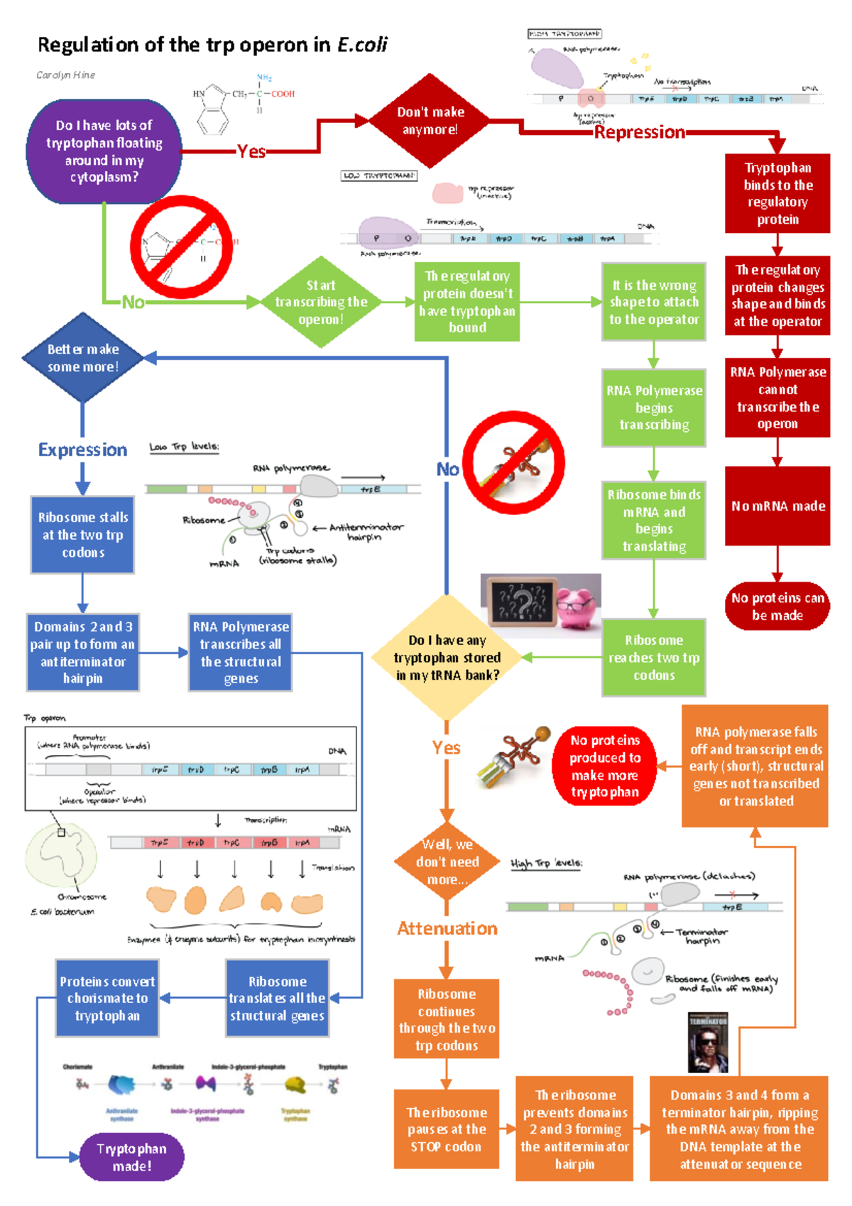 TRP operon - Do I have lots of tryptophan floating around in my ...