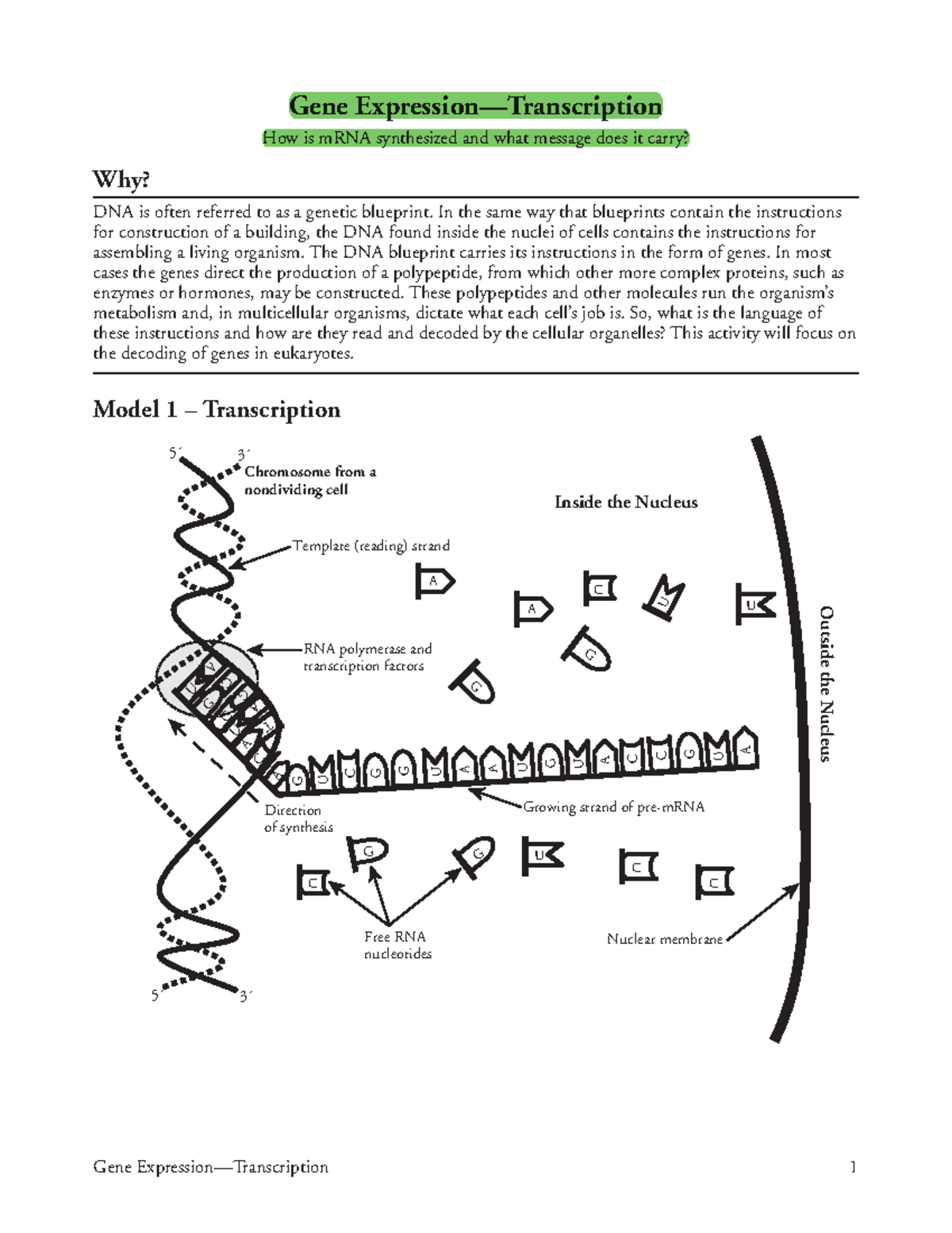 14 Gene Expression-Transcription-S - Gene Expression—Transcription 1 ...