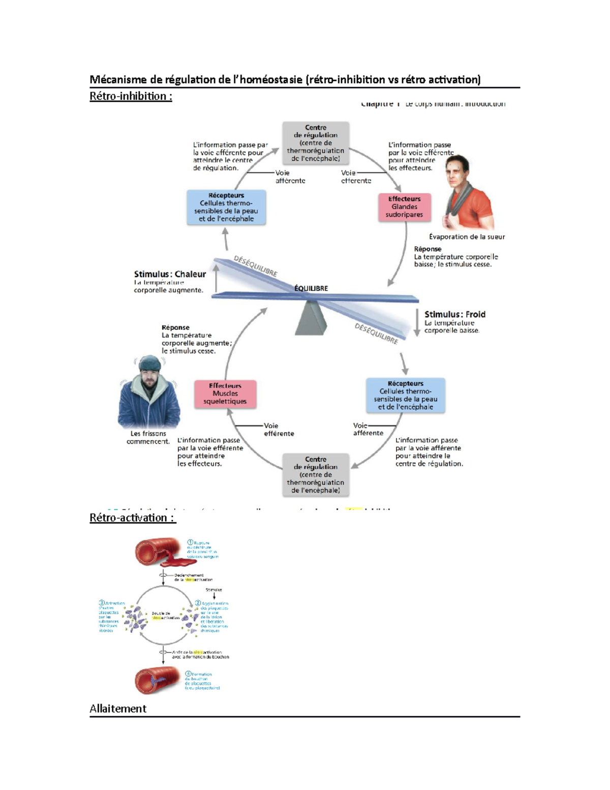 App système reproducteur Mécanisme de régulation de l’homéostasie (rétroinhibition vs rétro