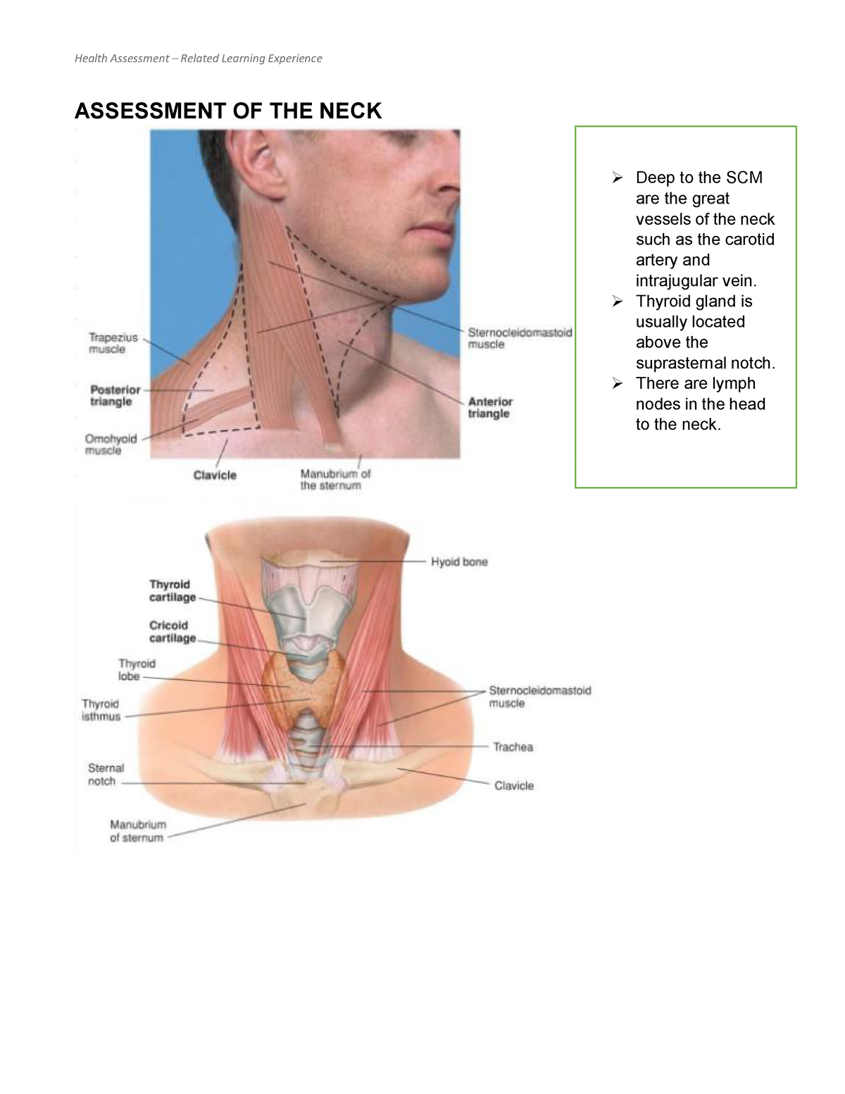 Neck Assessment  Musculoskeletal Key