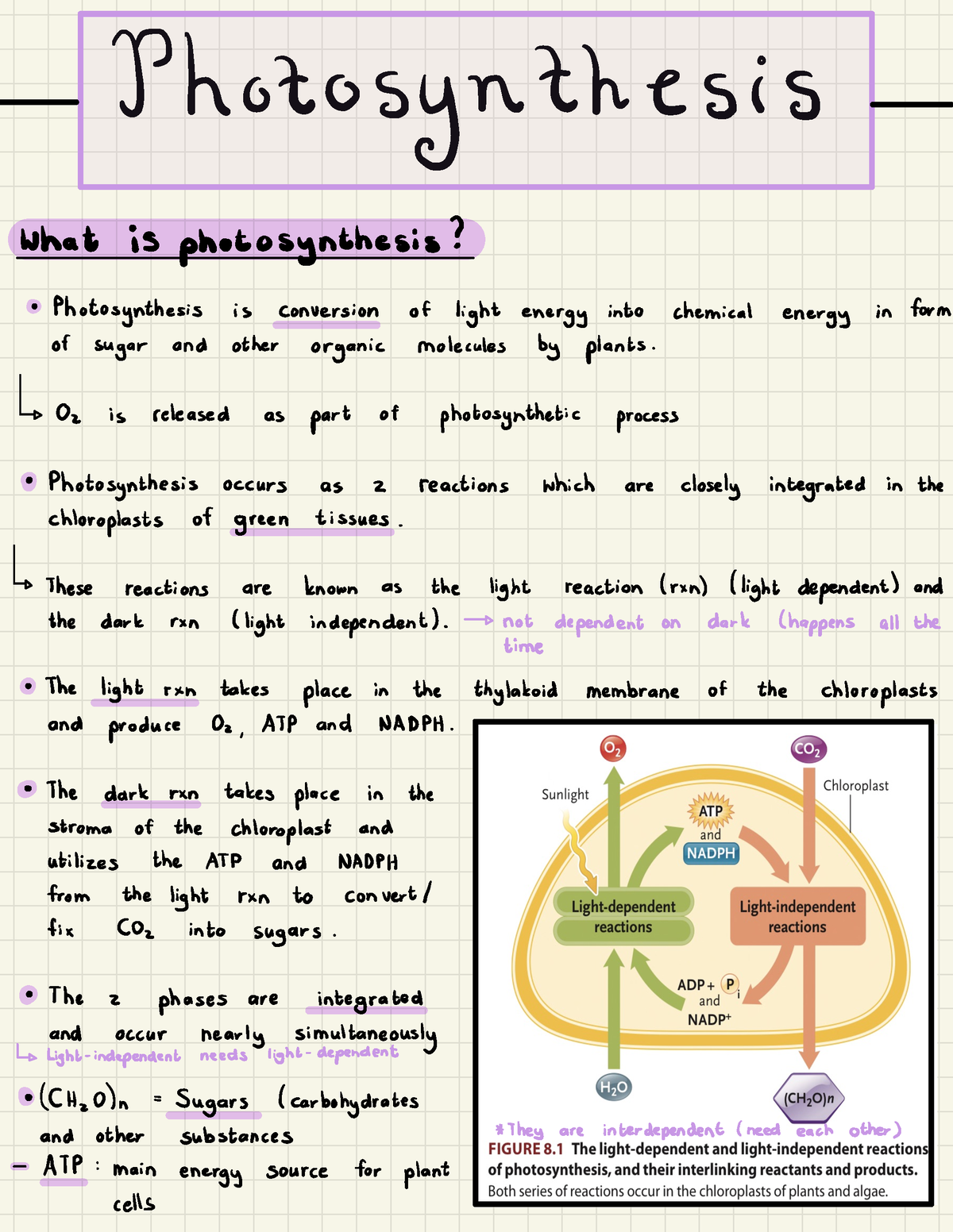 Photosynthesis summary - photosynthesis What isphotosynthesis ...