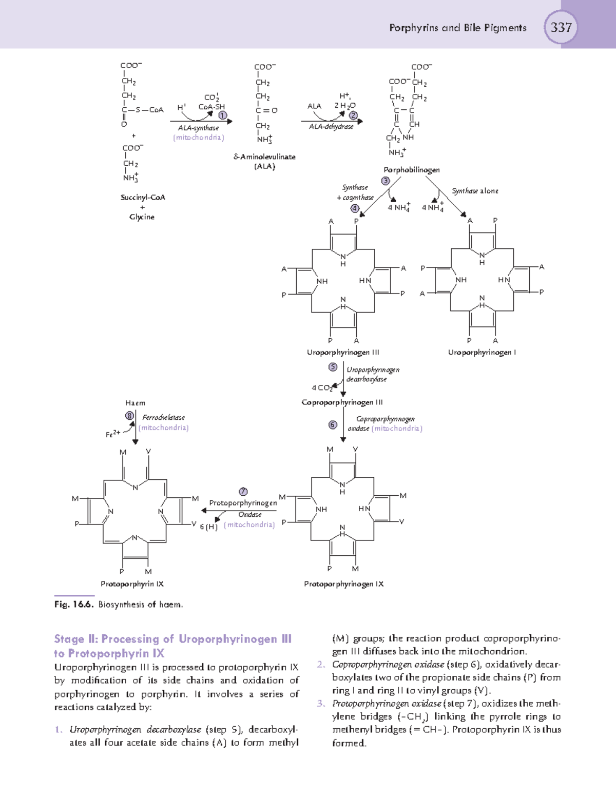 Biochemistry 1-120 - N/A - Porphyrins and Bile Pigments 337 (M) groups ...