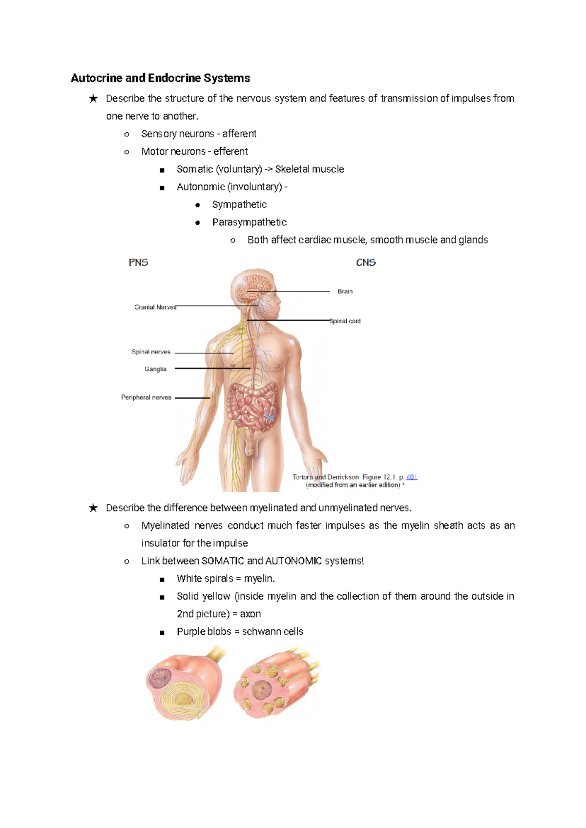 Autocrine Endocrine System - Medsci 142 - Autocrine and Endocrine ...