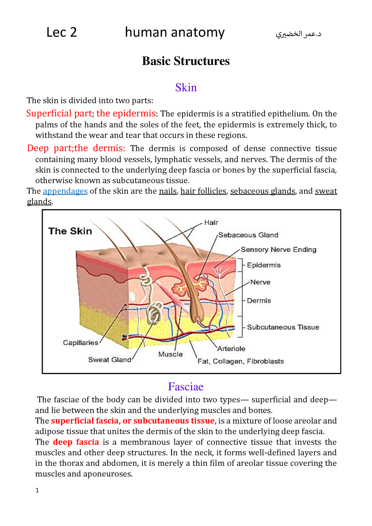 Lecture 2 human anatomy - Basic Structures Skin The skin is divided ...