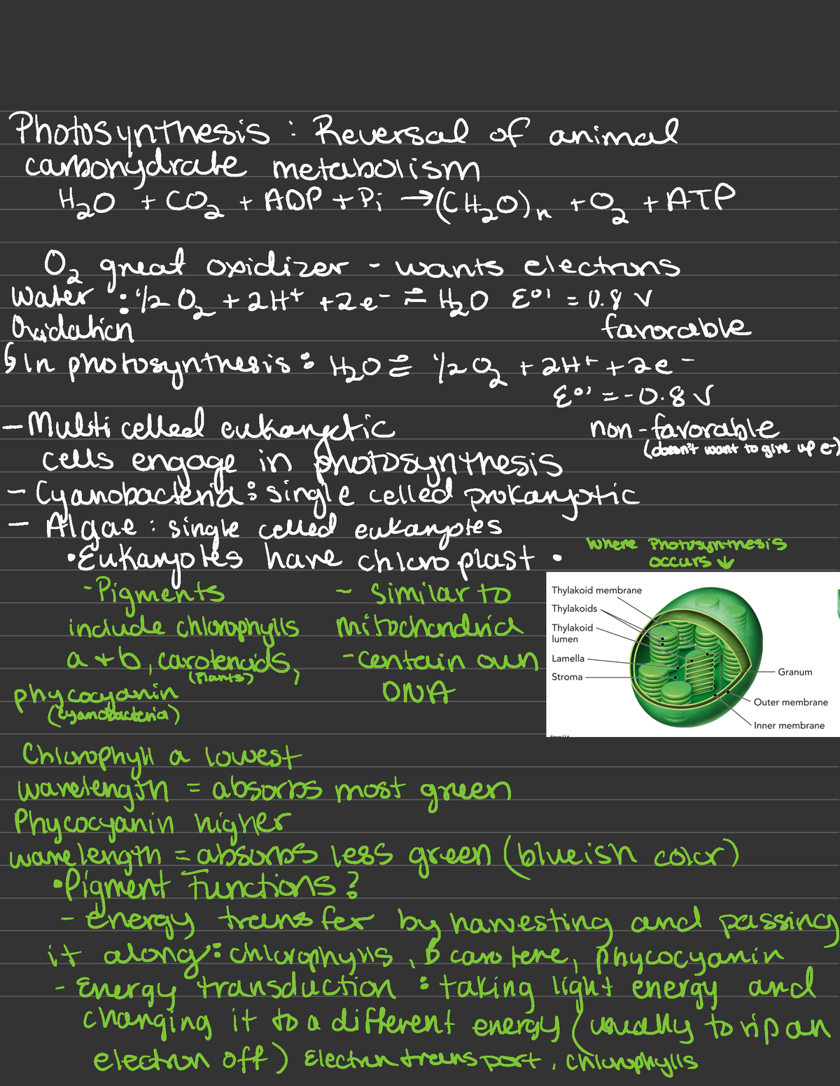 Photosynthesis Introduction - Photosynthesis:reversal Of Animal 