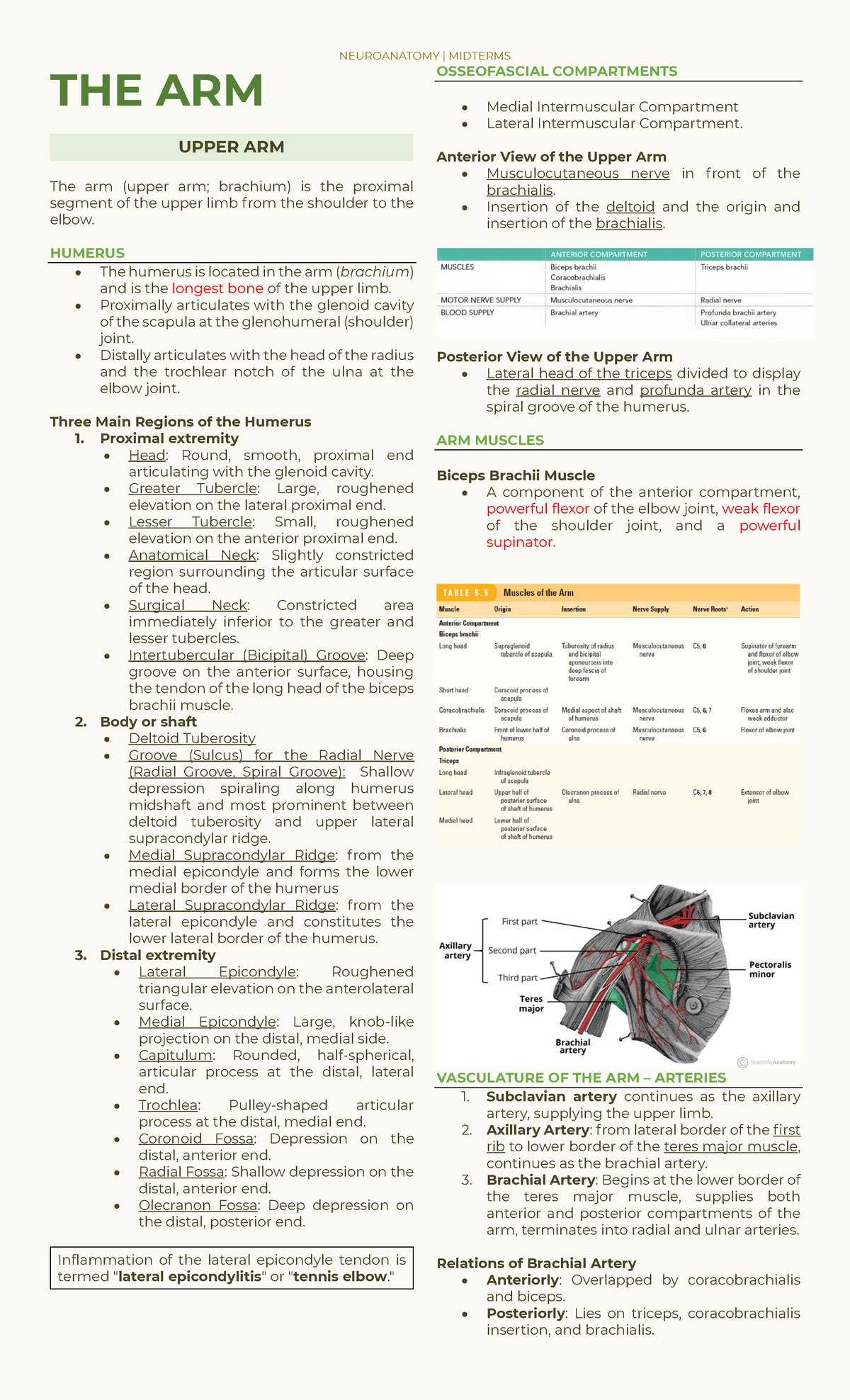 Arm - Arm - The Arm Upper Arm The Arm (upper Arm; Brachium) Is The 
