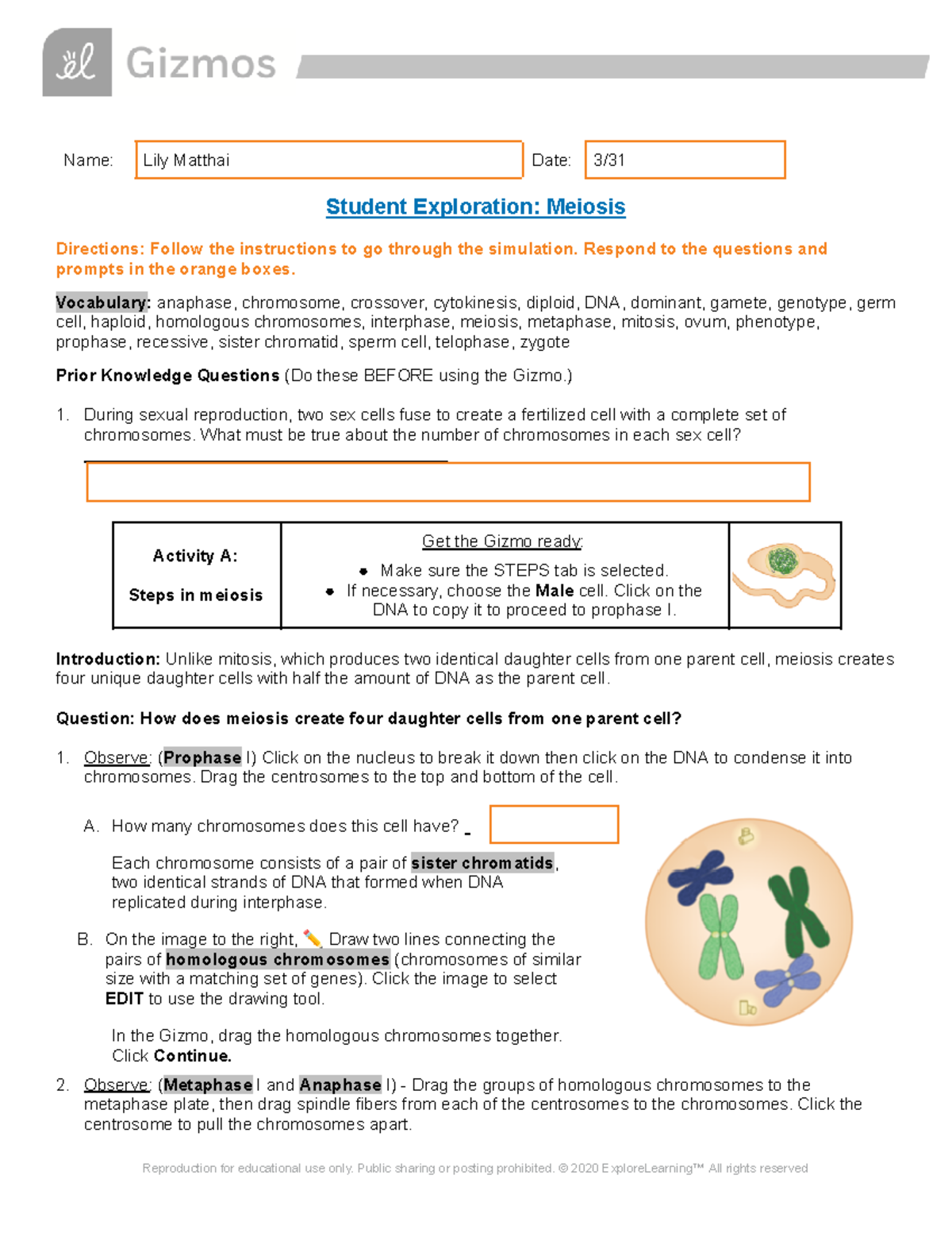 meiosis-se-gizmo-worksheet-name-lily-matthai-date-3-student