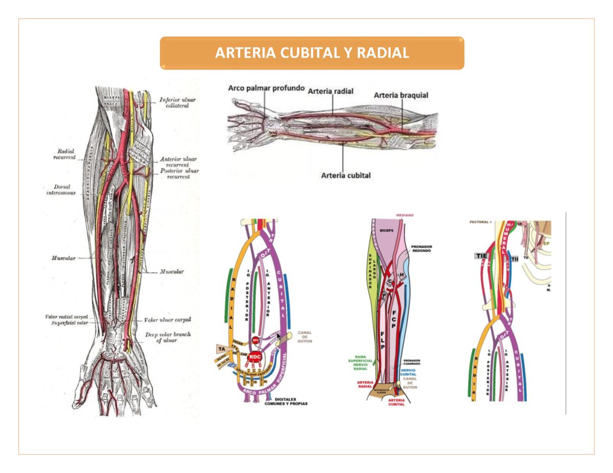 Arcos Palmares, Arteria Cubital Y Radial - Anatomía 1 - UAEM - Studocu