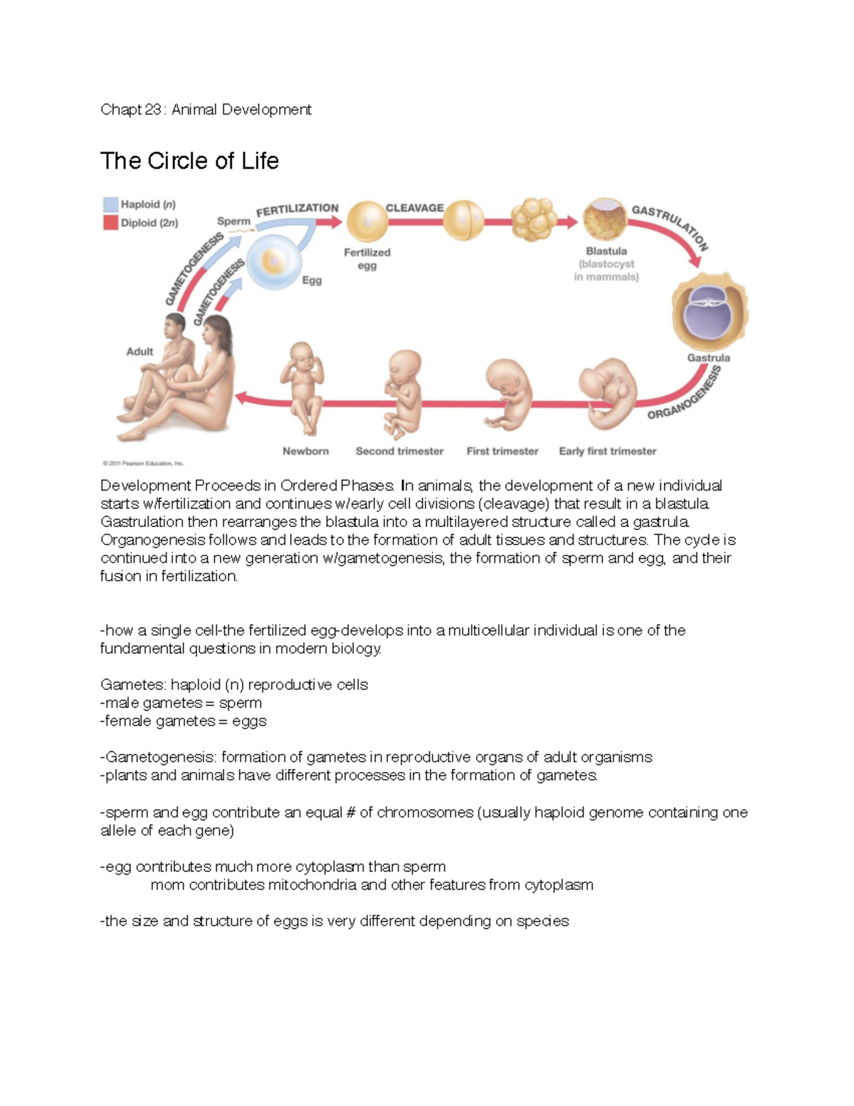 Professor Daniel Ballhorn, BI 252, Animal Development - Chapt 23 ...