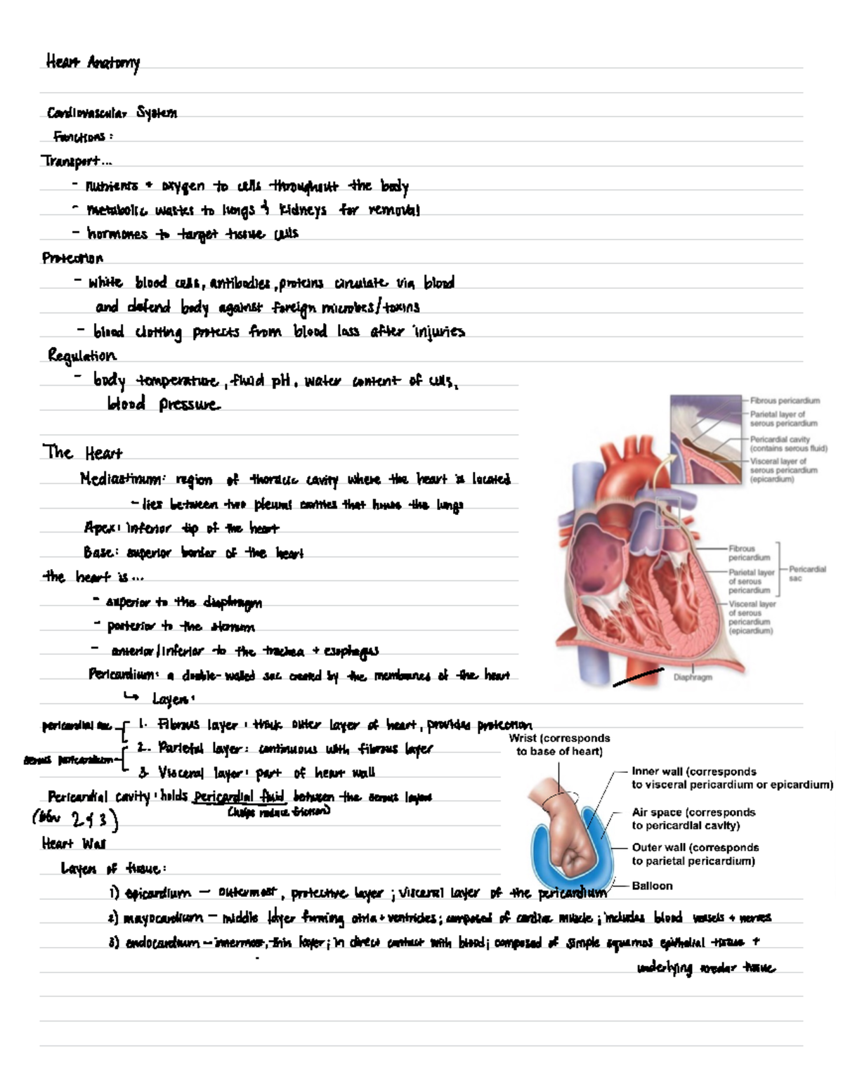 Exam 1 - Exam 1 Study Guide - Heart Anatomy Cardiovascular System ...