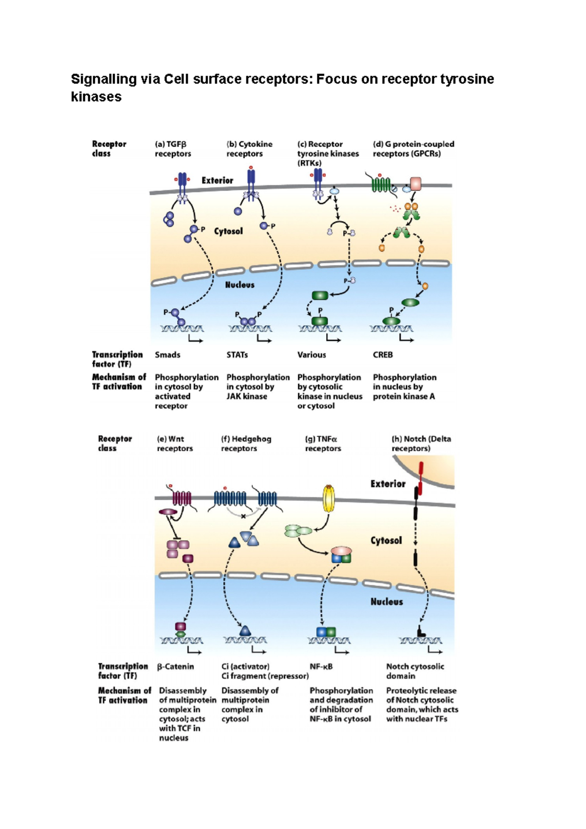 Signalling via Cell surface receptors Tyrosine Kinase - Signalling via ...