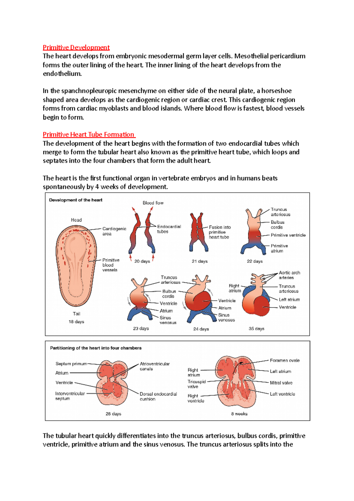 Write and essay outlining the embryological development of the heart ...
