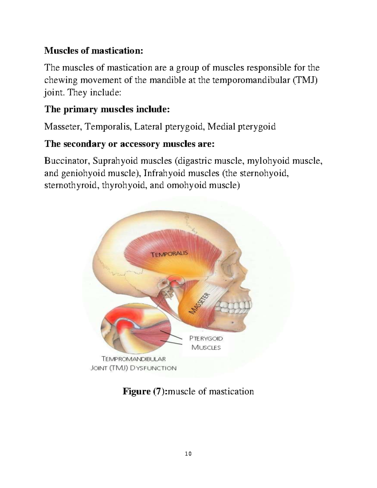 NEU Anatomy-Muscles Of Mastication - Muscles Of Mastication: The ...