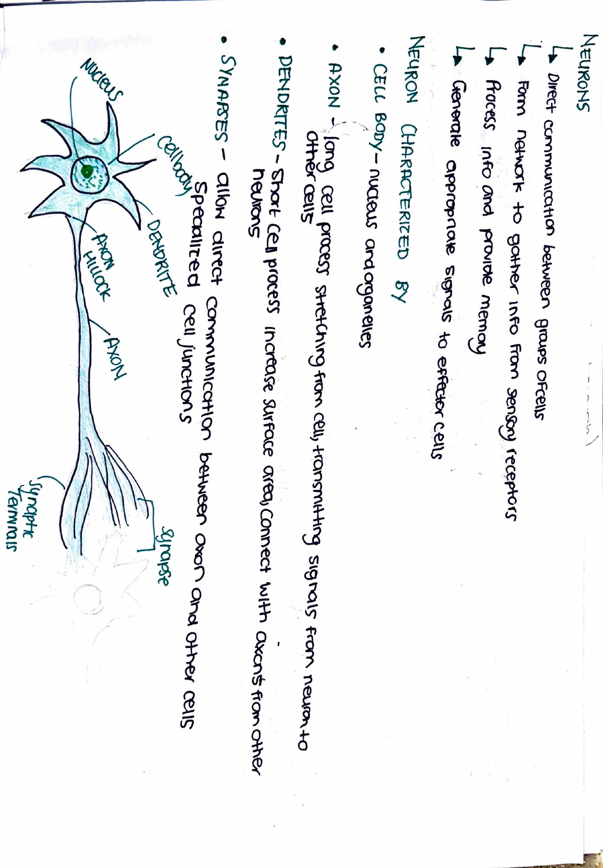 Neuroanatony Neurons Summary - NAN 211 - Studocu