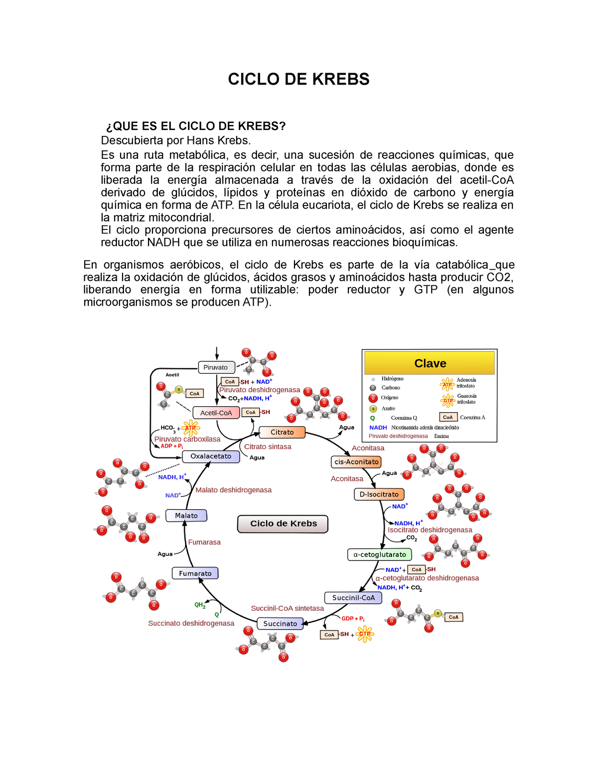 6 Ciclo De Krebs Apuntes 6 Ciclo De Krebs El Ciclo De Krebs Ciclo Porn Sex Picture 1022