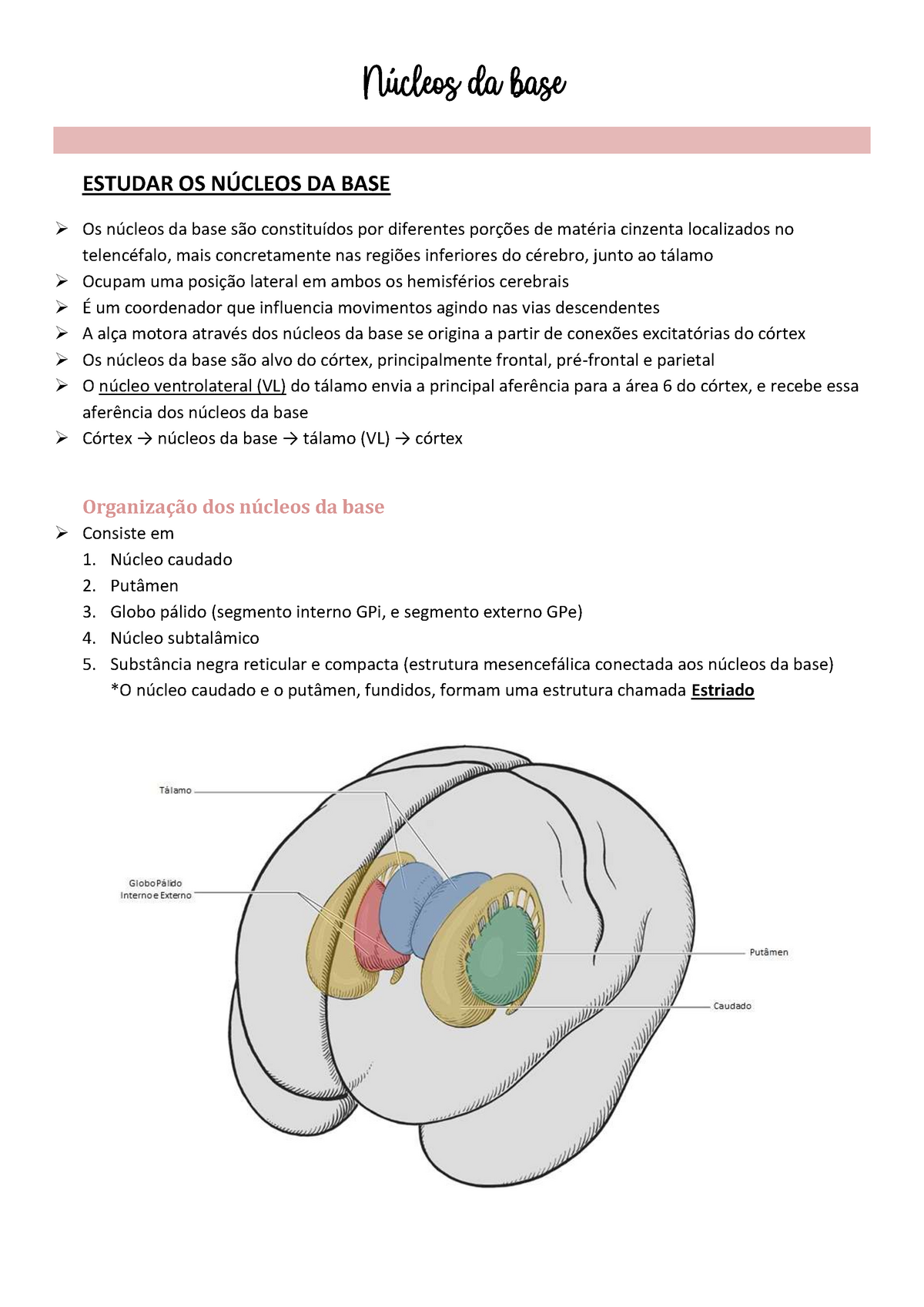 N Cleos Da Base Resumo Completo E Did Tico N Cleos Da Base Estudar Os N Cleos Da Base Os