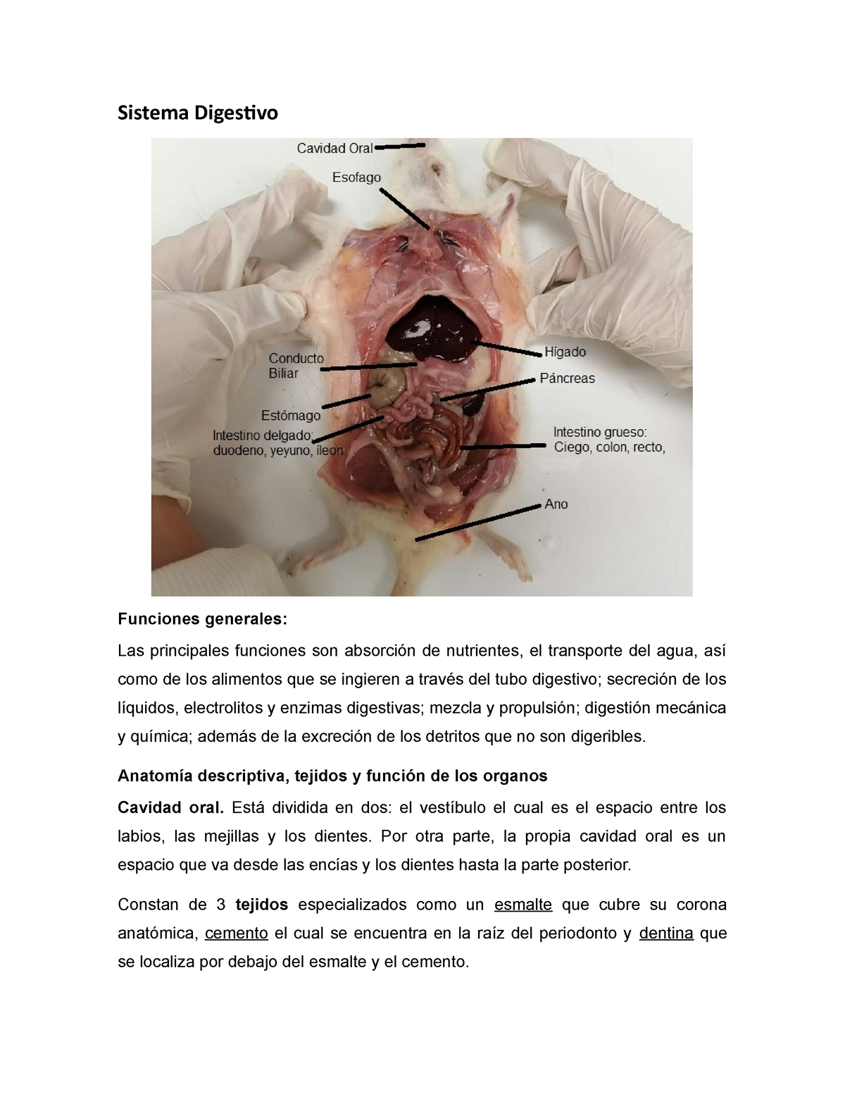 Sistema Digestivo De La Rata Sistema Digestivo Funciones Generales