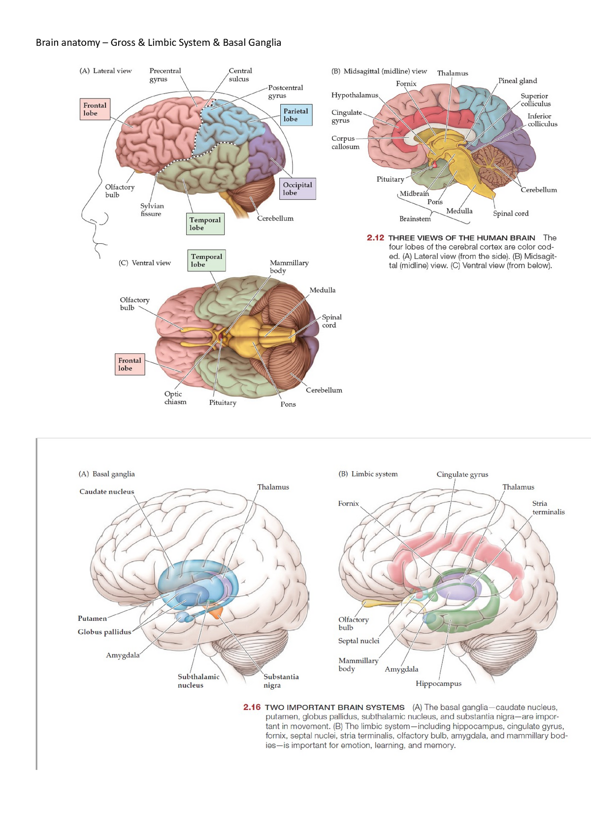 limbic system and basal ganglia
