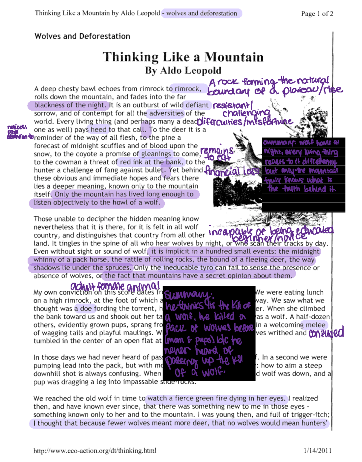 thinking like a mountain essay