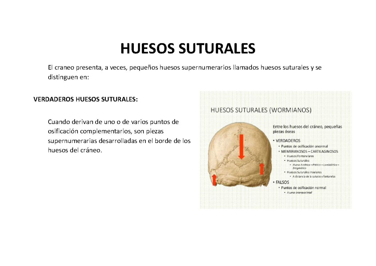 Huesos Suturales - HUESOS SUTURALES El craneo presenta, a veces