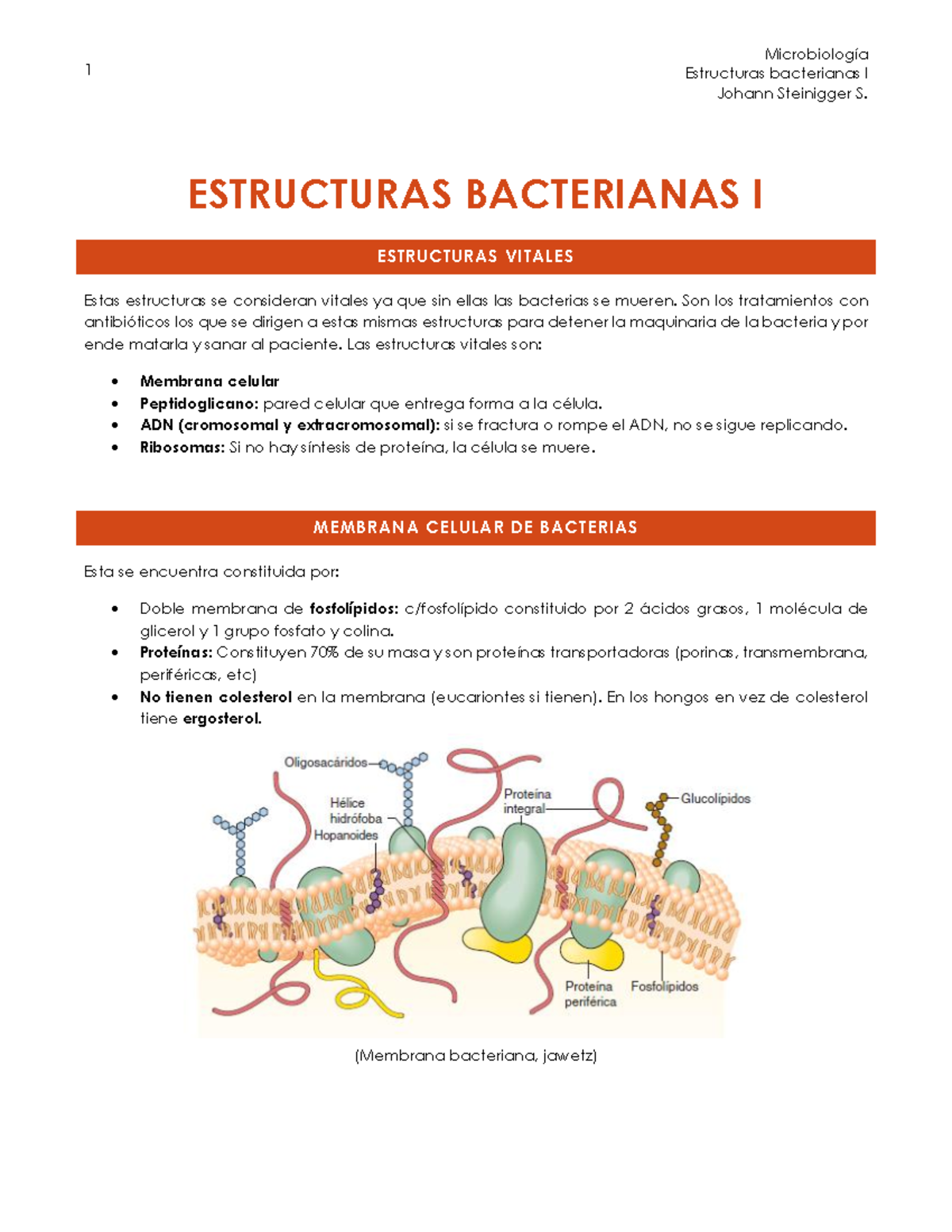 Estructuras Bacterianas I - Estructuras Bacterianas I Johann Steinigger ...