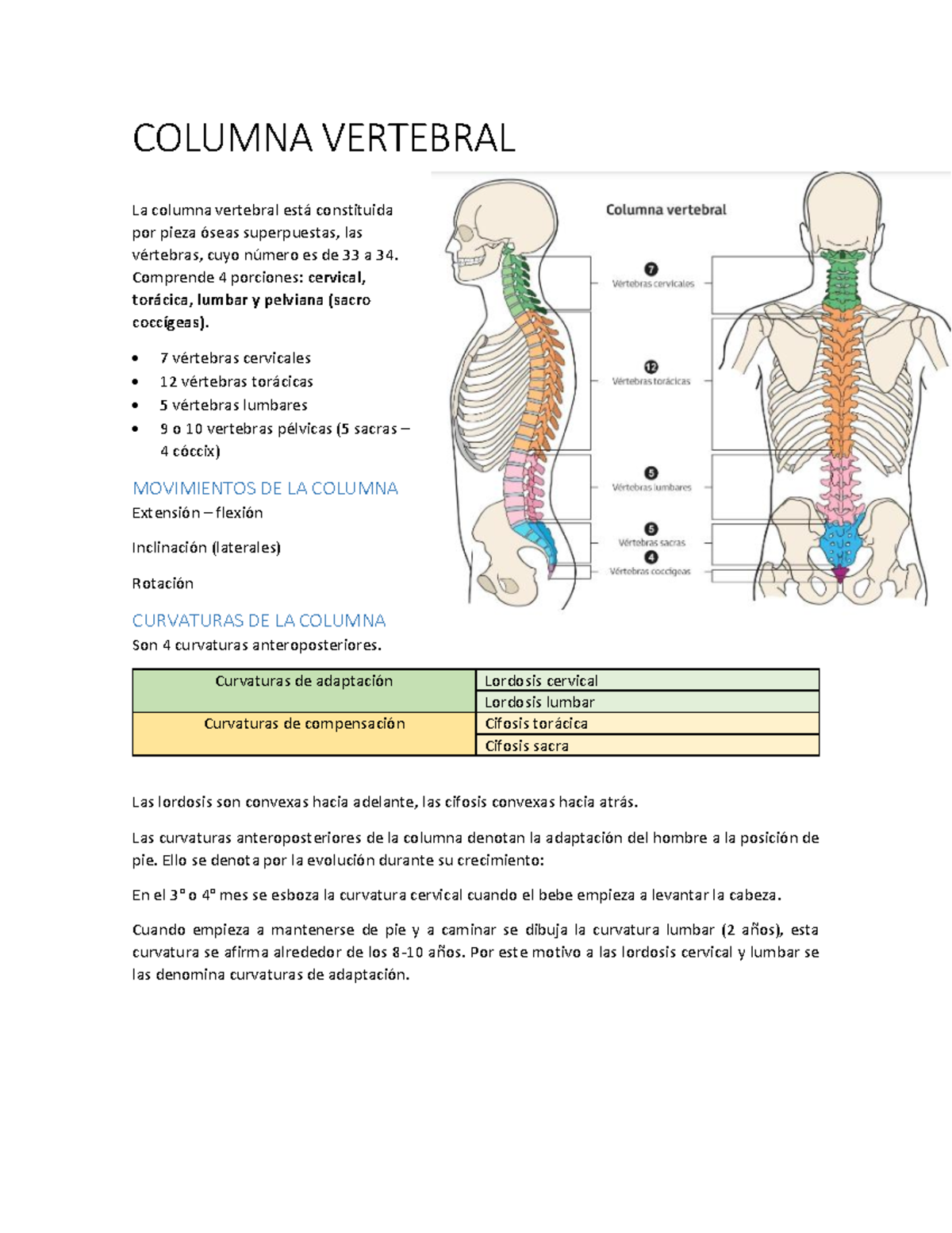 Resumen Columna Vertebral - COLUMNA VERTEBRAL La columna vertebral está ...
