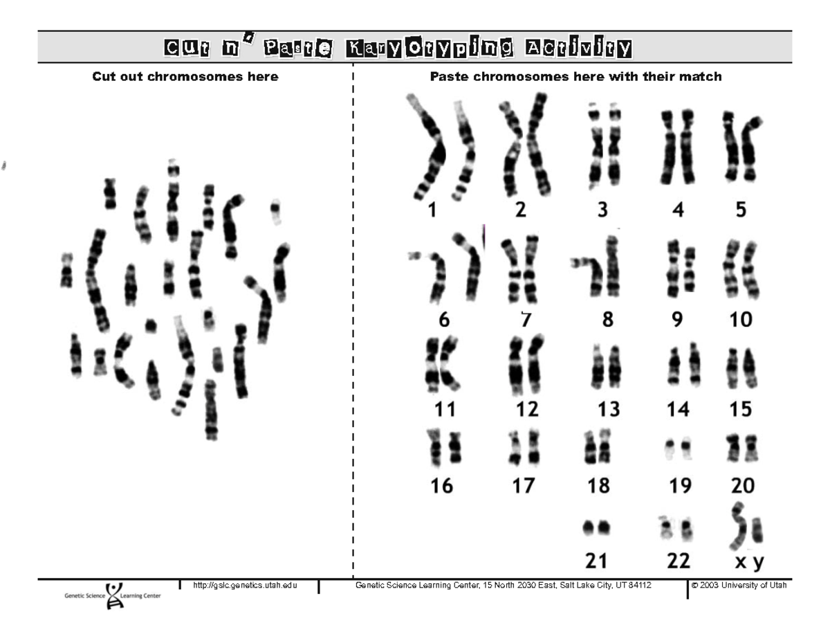 Cromosomas -S2 - Resumen Ciencias Medicas - CCut N’ Paste Karyotyping ...