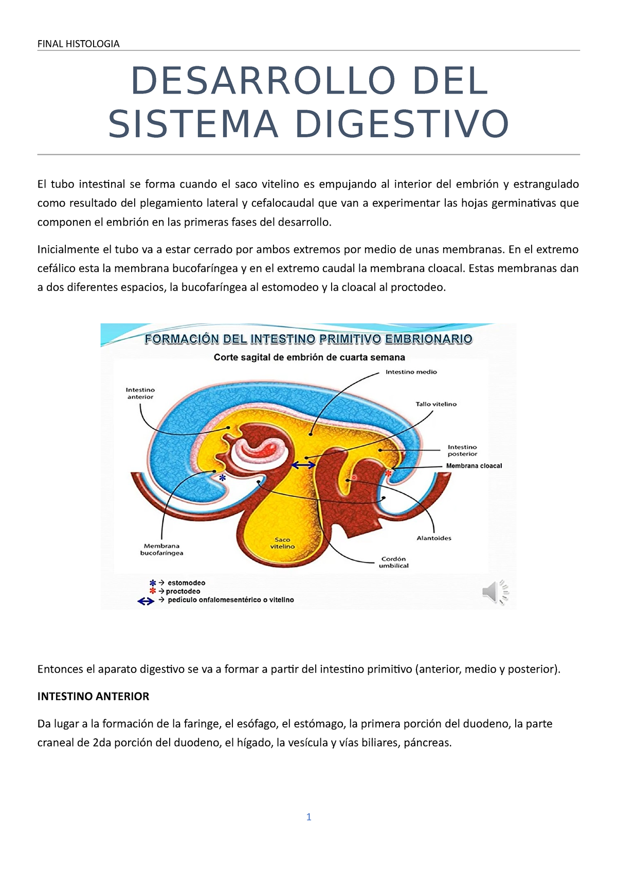 Desarrollo Del Sistema Digestivo Desarrollo Del Sistema Digestivo El Tubo Intestinal Se Forma