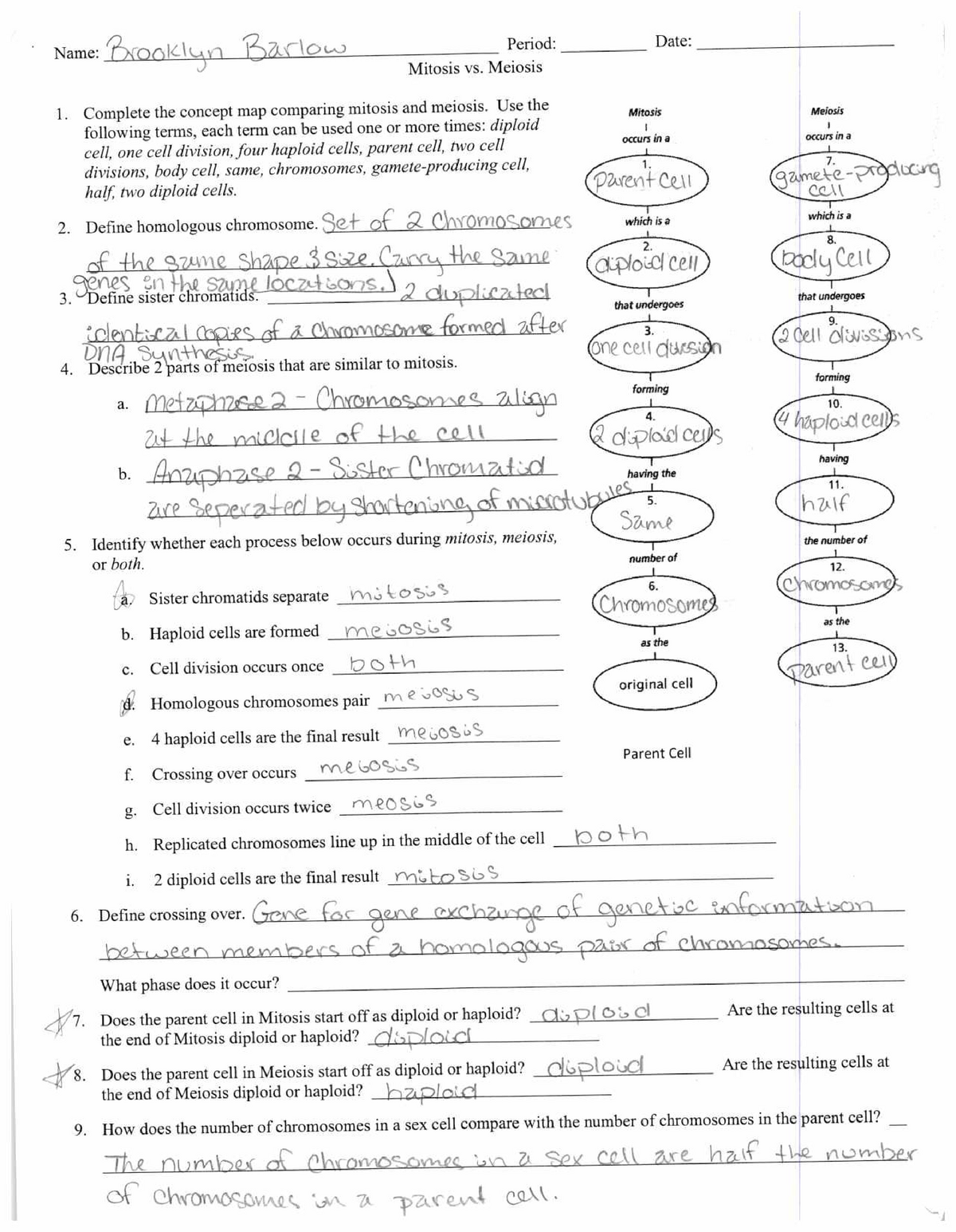 mitosis-vs-meiosis-worksheet-answer-key-mitosis-vs-meiosis-studocu-whether-you-are-looking