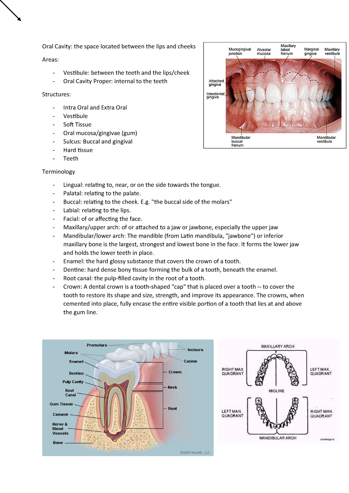 Introduction To Dental Science 1 - Lecture Notes - DS1001 Notes - StuDocu