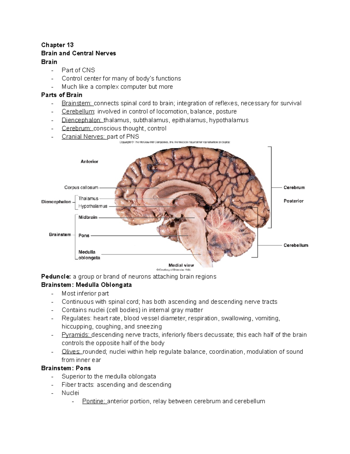 A+P Chpt. 13 - Professor Guerrara - Chapter 13 Brain And Central Nerves ...