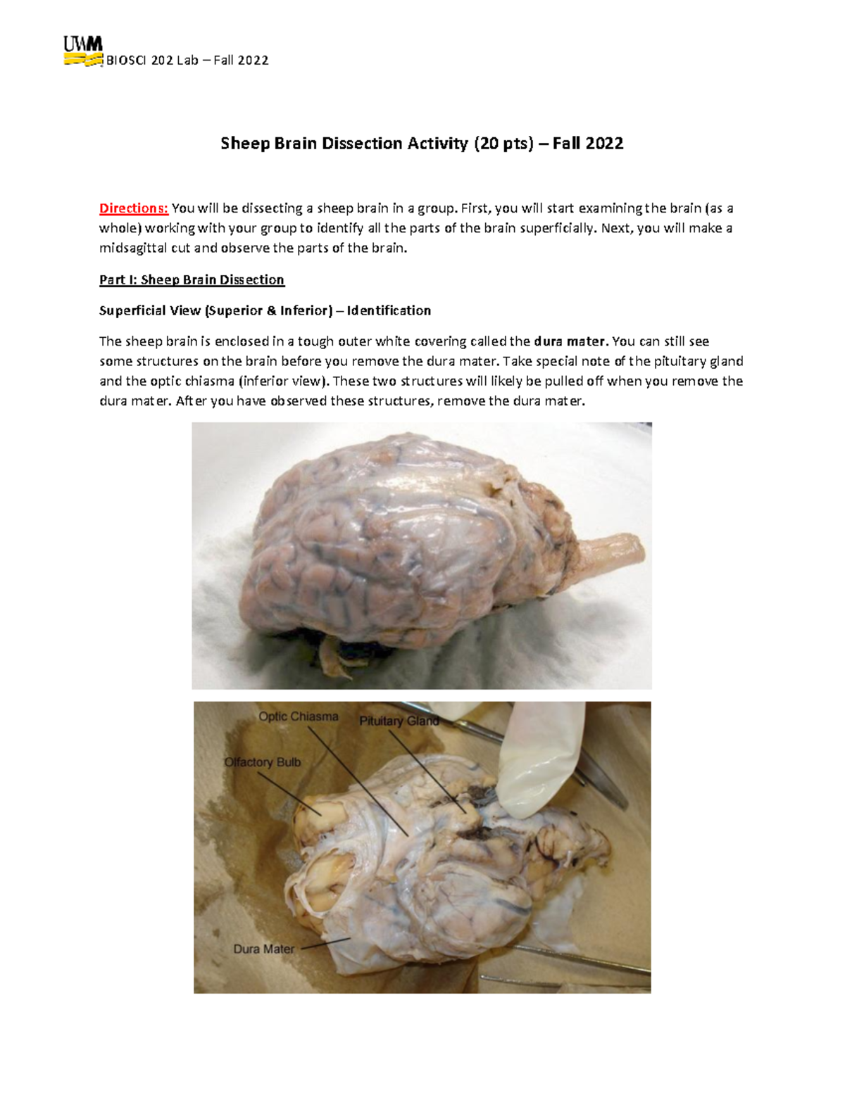 Sheep Brain Dissection Activity First You Will Start Examining The