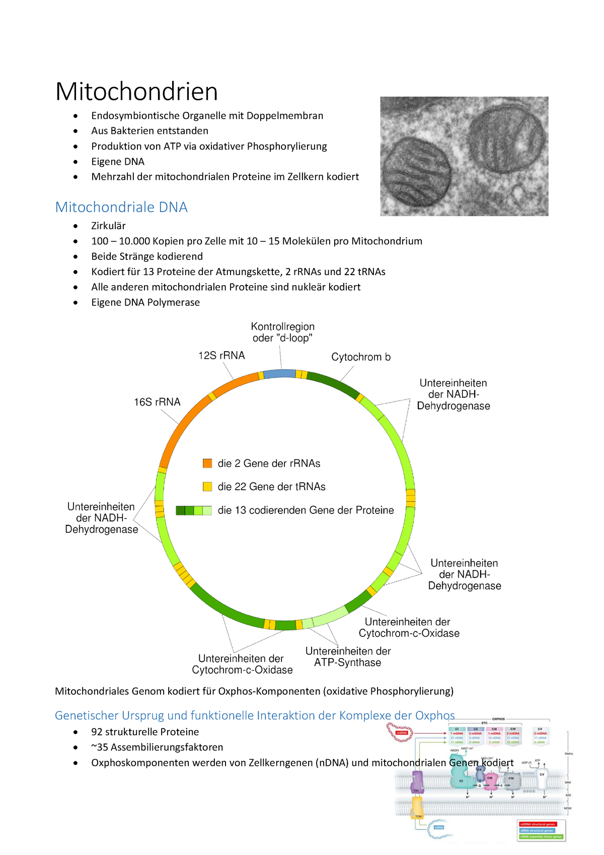 Mitochondrien - Lernzusammenfassung - Mitochondrien Endosymbiontische ...