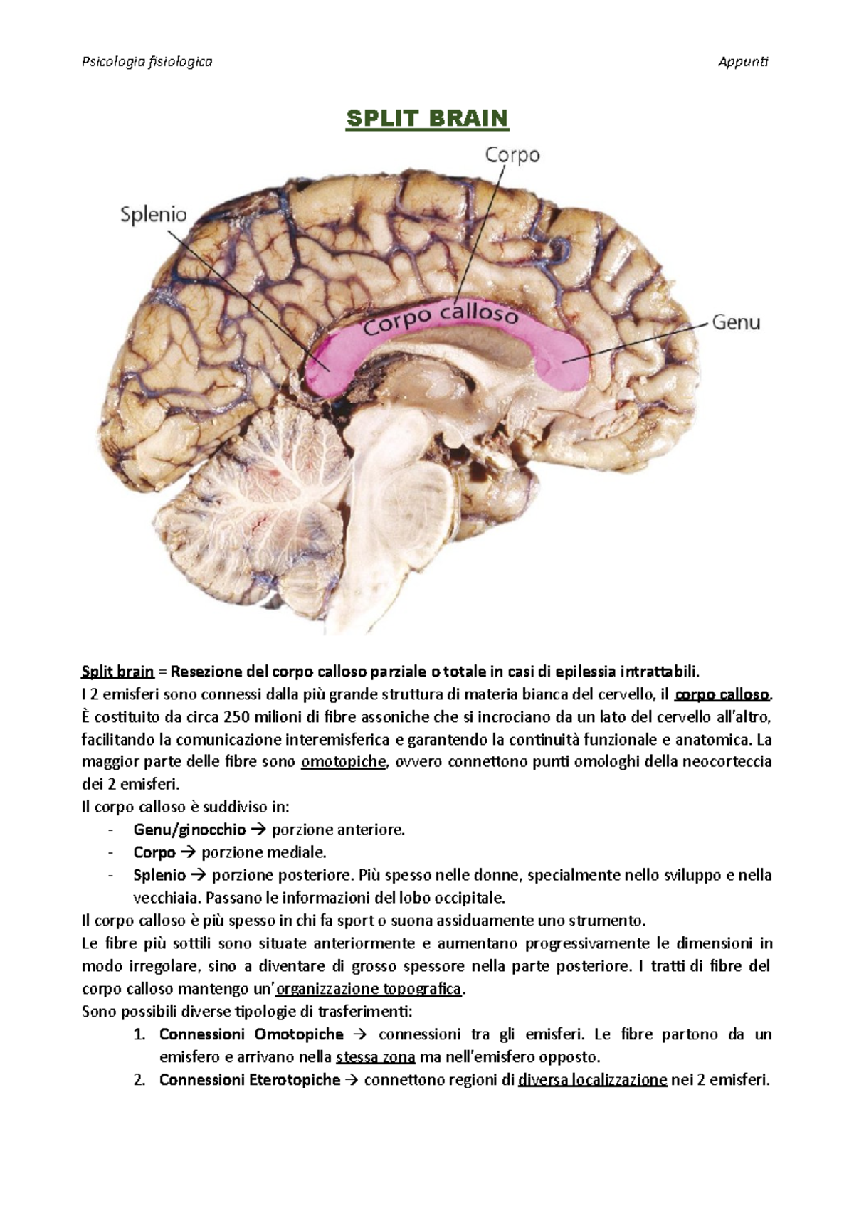 6. Split Brain - SPLIT BRAIN Split brain = Resezione del corpo calloso ...