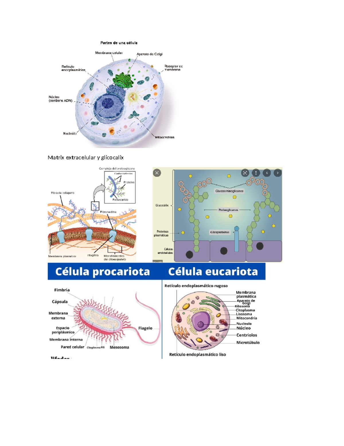 Biocel - imagenes - Biología celular - Matrix extracelular y glicocalix ...
