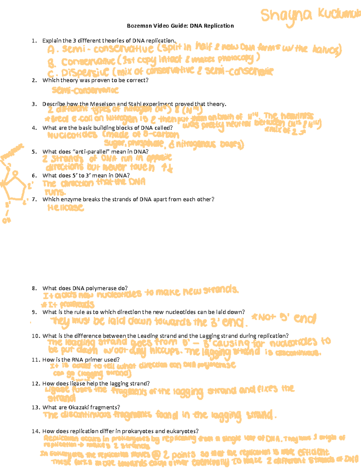 Bozeman DNA Replication WS Bozeman Video Guide DNA Replication 1