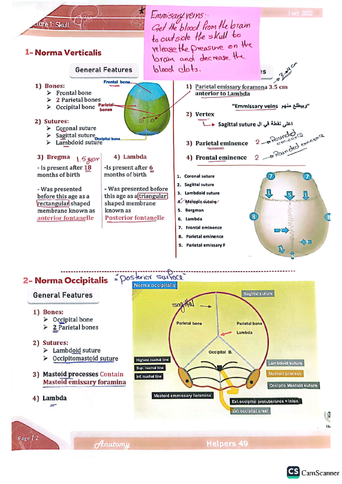 1&2&3 anatomy - Head and Neck Anatomy - Studocu