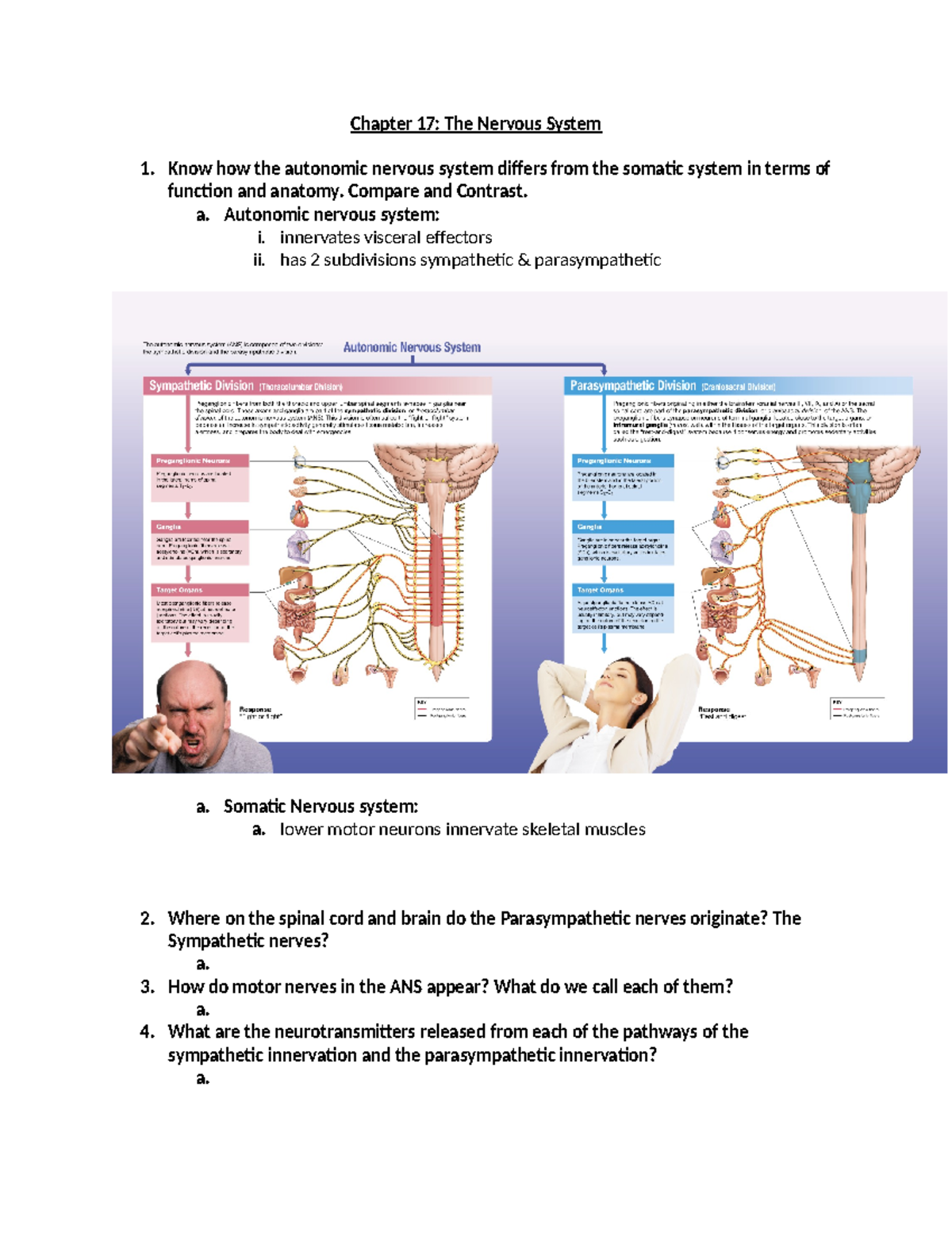 Chap 17 & 19 Notes Anatomy Chapter 17 The Nervous System Know how