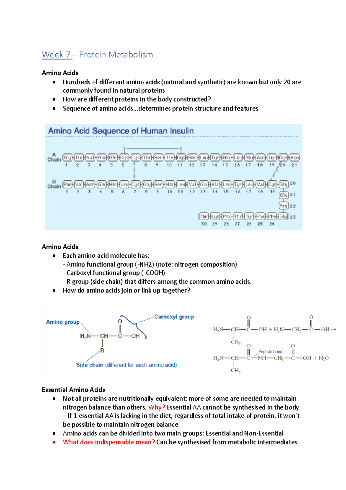 Week 7 Biochem Full Notes Week 7 Protein Metabolism Amino Acids Hundreds Of Different