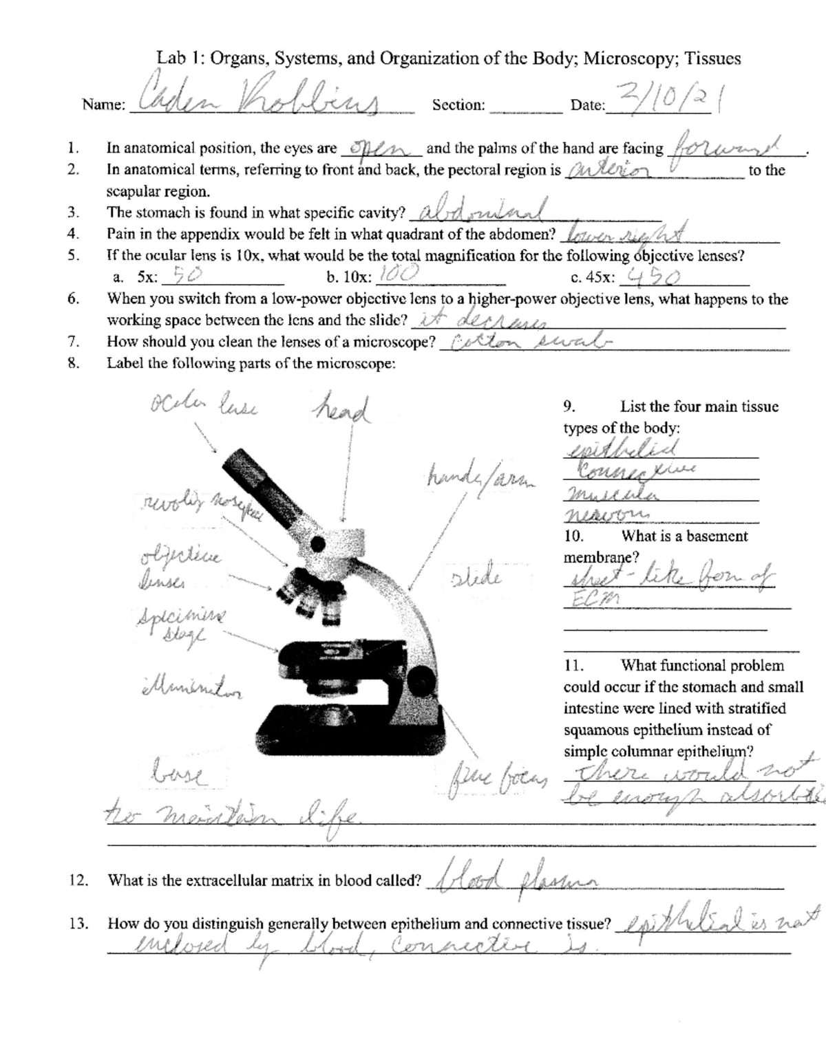 Lab 1 Week Review 1 Lecture Notes 1 Lab 1 Organs Systems Lab 1 Week Review 1 Lecture Notes 1 Lab 1 Organs Systems