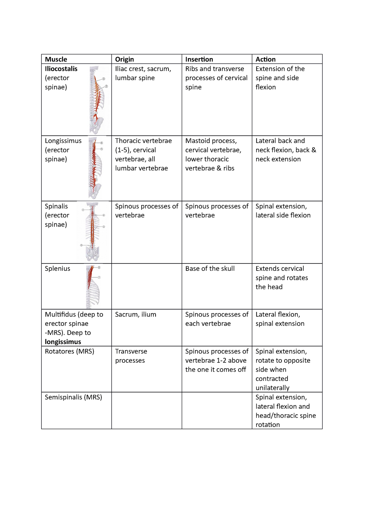 Muscle origins and insertions Muscle Origin Insertion Action