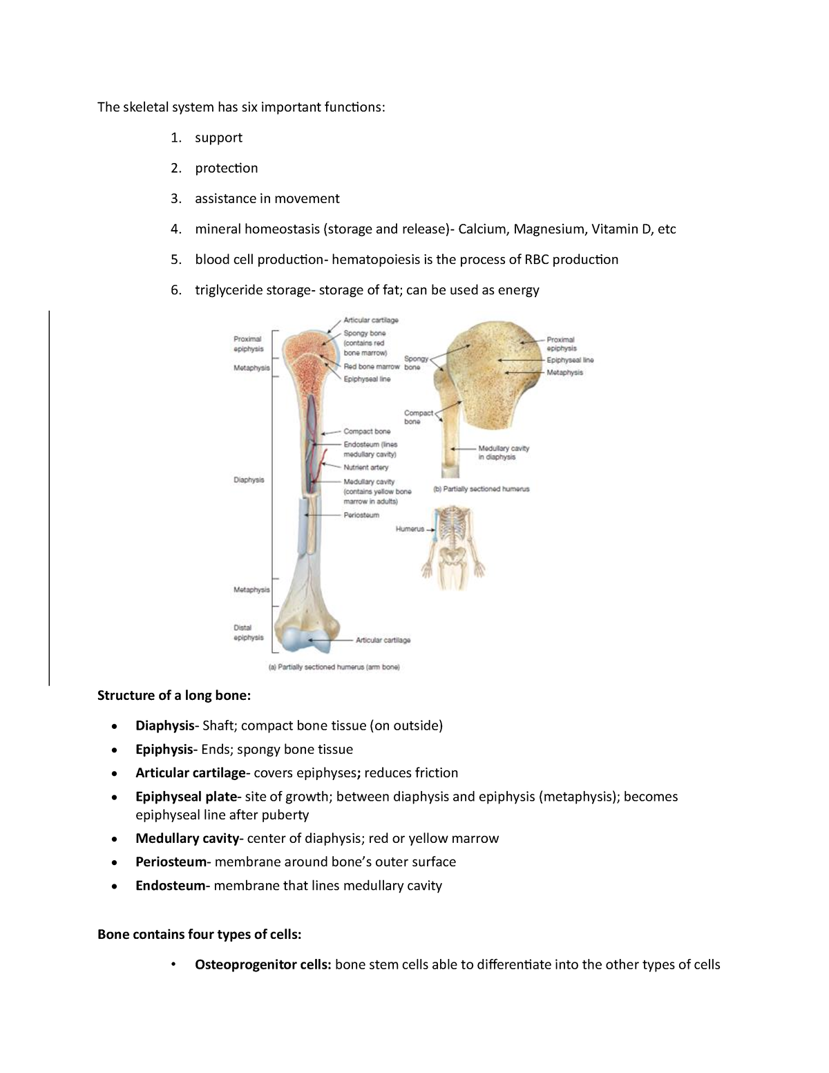 Skeletal- Notes - 1208419823453 - The skeletal system has six important ...