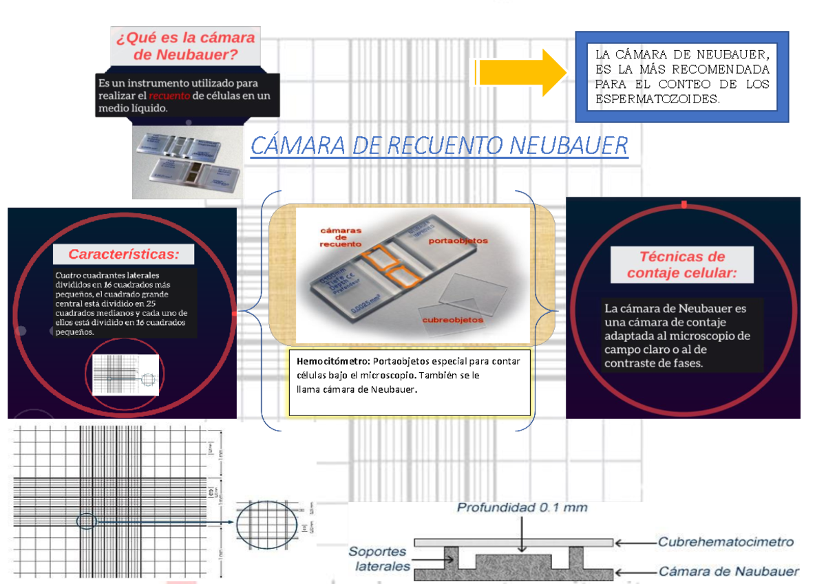 Cámara DE Neubauer - Trabajo DE Infografia - Inmunología clínica