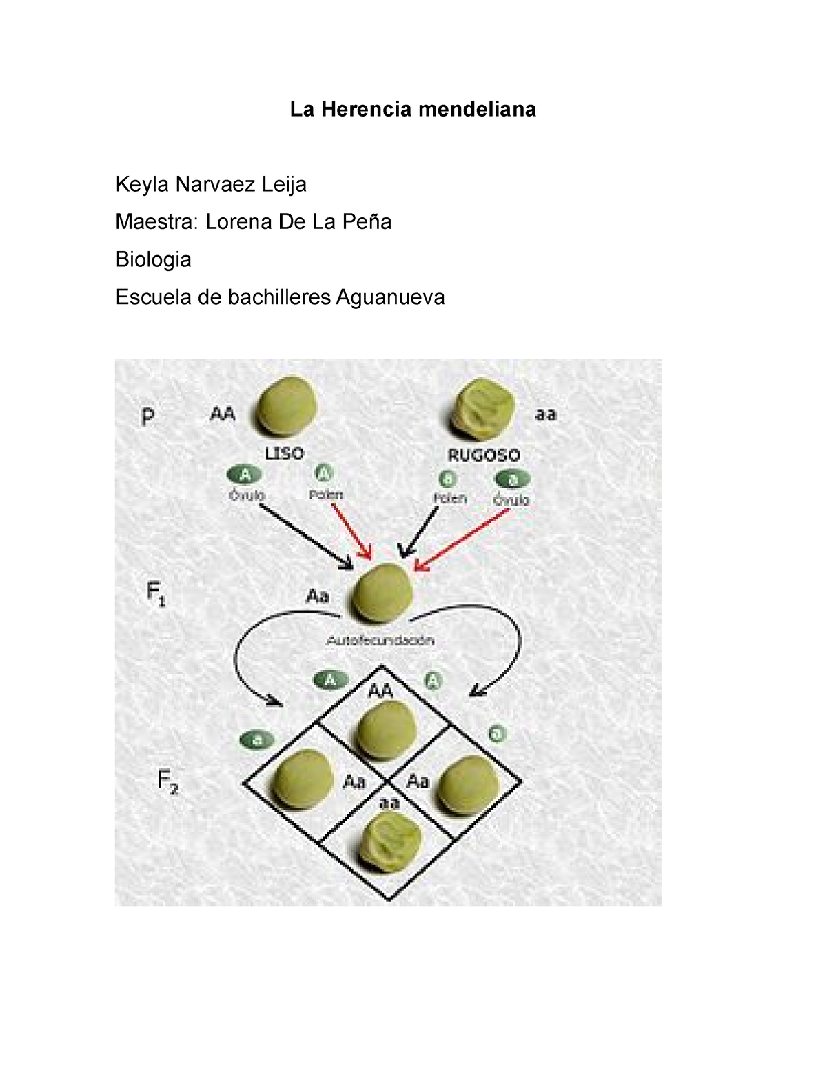 La Herencia Mendeliana - La Herencia Mendeliana Keyla Narvaez Leija ...