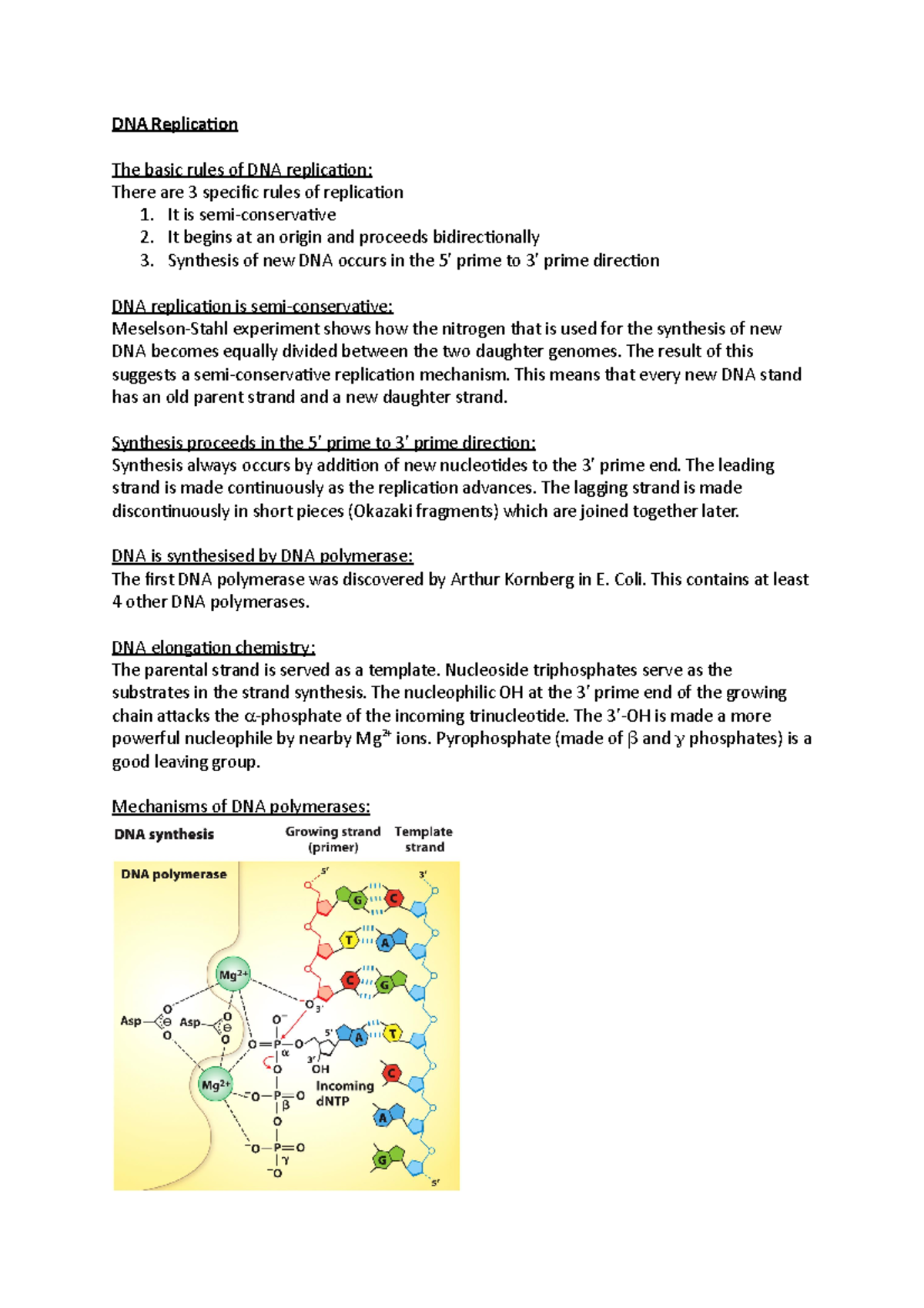 DNA Replication - Basic Rules, 5' To 3' Direction, Elongation, DNA ...