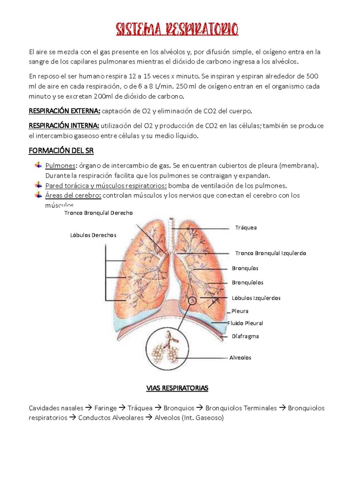 5-respiratorio-ddfgf-sistema-respiratorio-el-aire-se-mezcla-con-el
